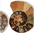 Ammoniten, verst. Koralle, Orthoceraten,..